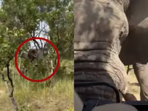 En safari, elefante ataca camión con turistas