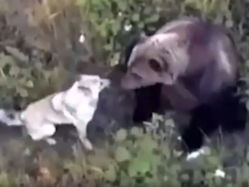 Perro perdido es encontrado con sus nuevos amigos