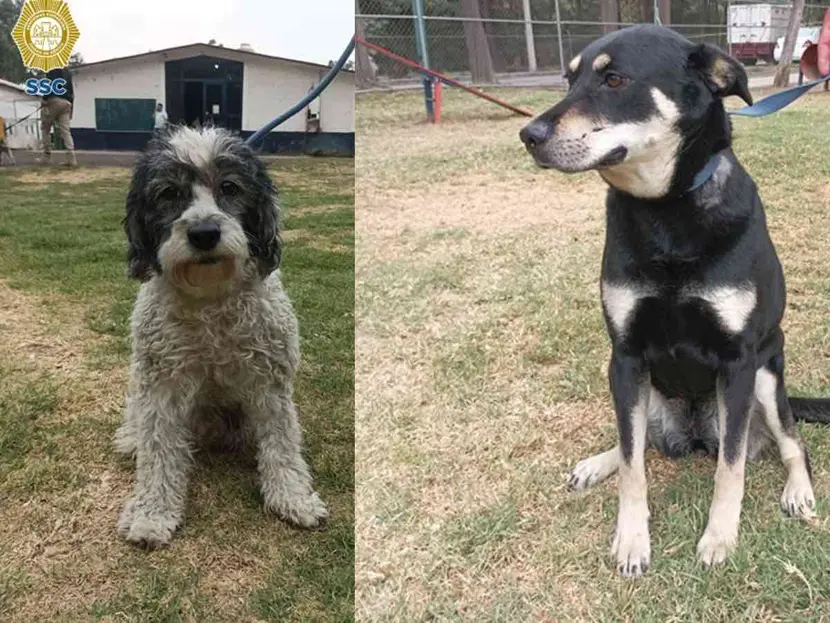 Se busca a dueños de perritos rescatados de explosión en Tlalpan