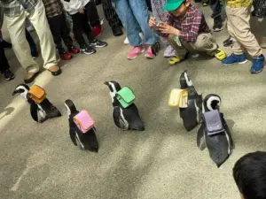 Pingüinos paseando con mochilas; enloquecen las redes