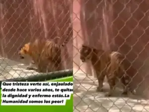 En zoológico de Reynosa, exhiben a tigre en pésimas condiciones