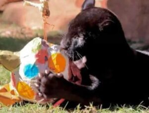 Cachorro de jaguar muere en zoológico de Morelia por desfogue de agua y lodo