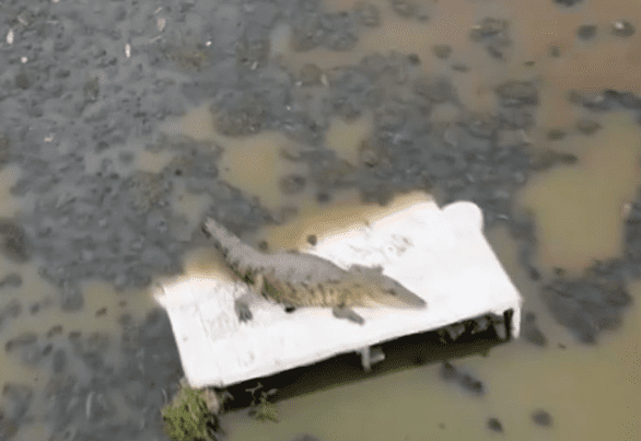 Falla trampa para atrapar cocodrilo en Cuautitlán