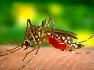 Emergencia nacional por epidemia de dengue en Guatemala