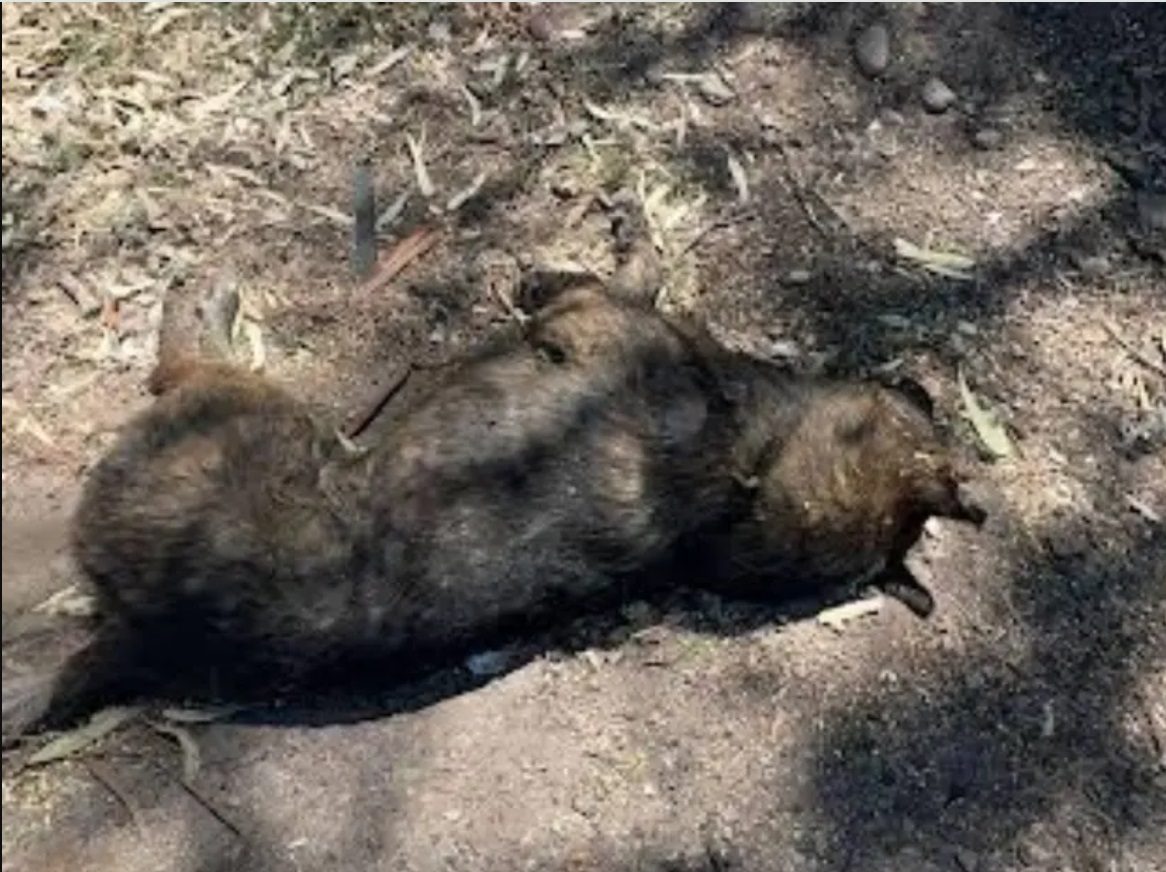 Más de 30 animales en Durango son víctimas de envenenamiento