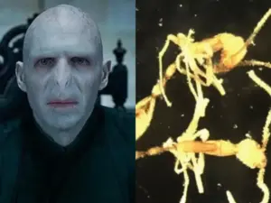 Descubren nueva especie de hormiga y la llaman Voldemort