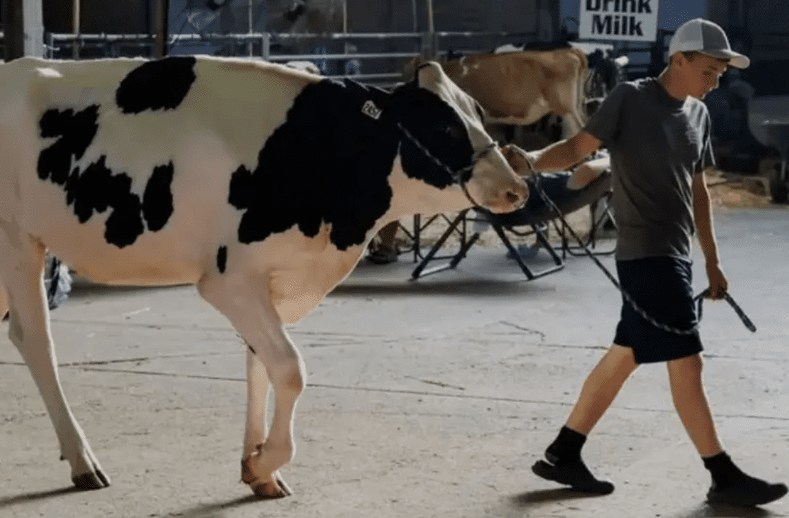 Detectan caso humano de gripe aviar transmitido por leche de vaca