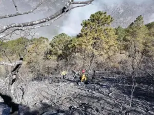 Logran extinguir incendios forestales en Tamaulipas