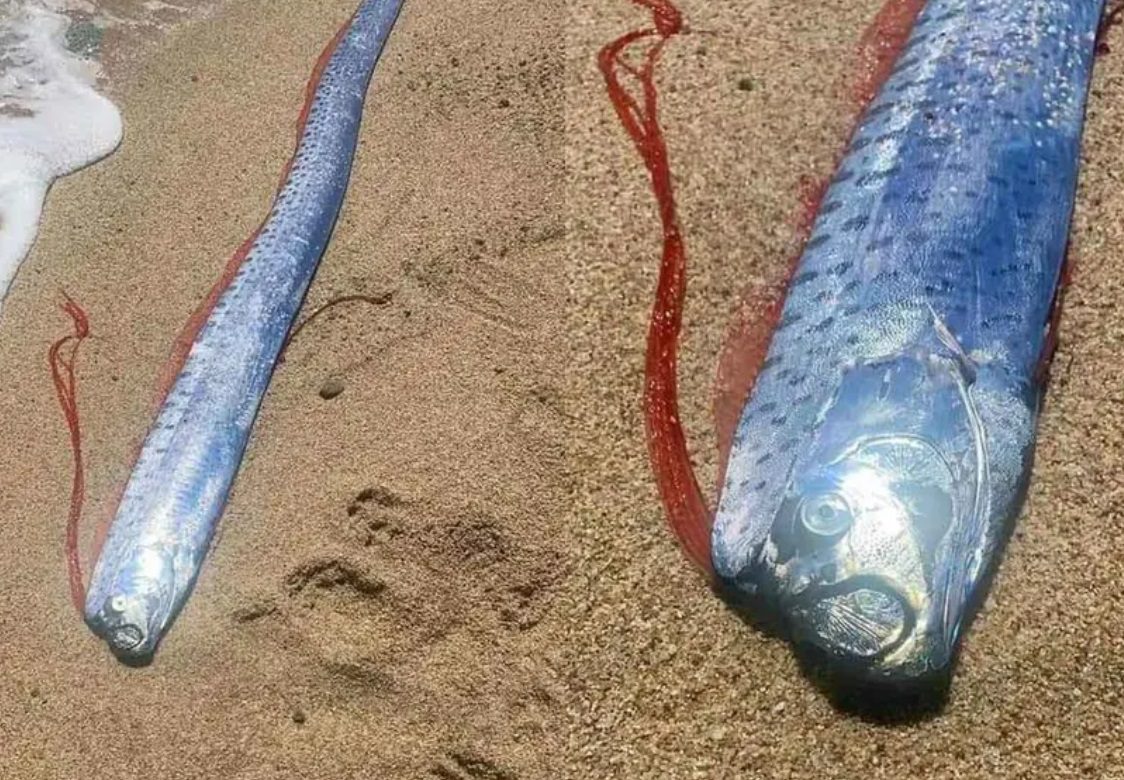 En Baja California Sur temen mal presagio por aparición de Pez remo