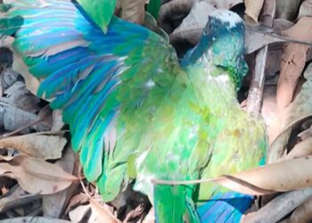 Profepa confirma la muerte de 29 loros de cola blanca por calor en Tamaulipas