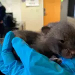 Se llevan adorable sorpresa en refugio de animales