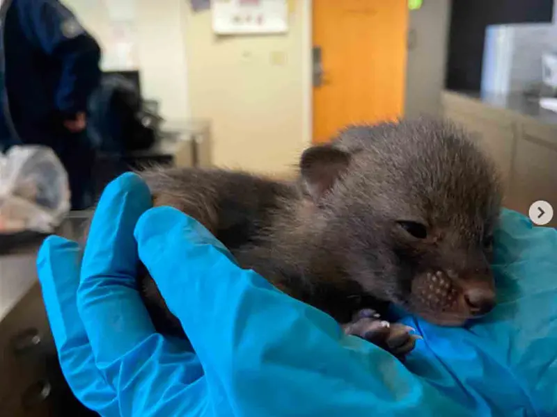 Se llevan adorable sorpresa en refugio de animales