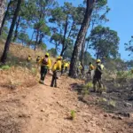 Alarmantes 141 incendios forestales en México durante ola de calor