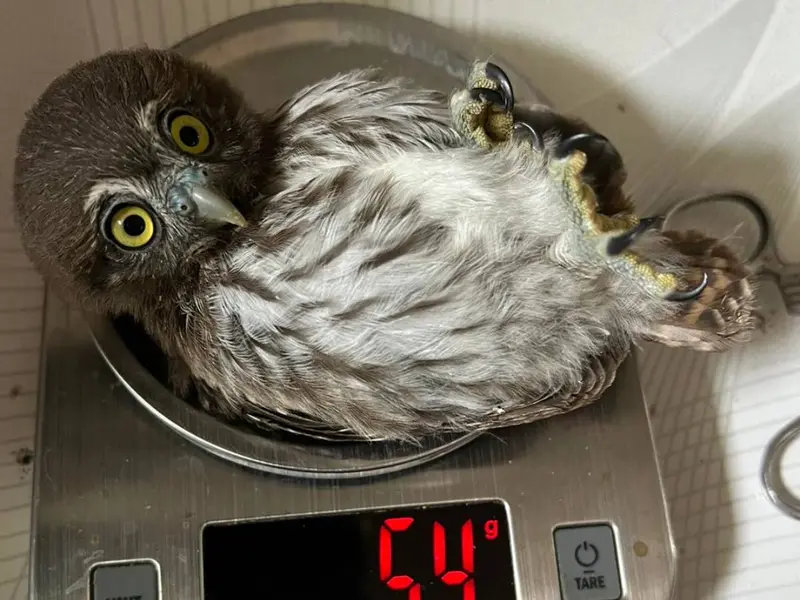 Ola de calor provoca muerte masiva de aves en reservas de Tamaulipas y San Luis Potosí