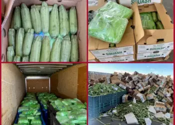 Localizan cinco toneladas de metanfetamina en calabacitas