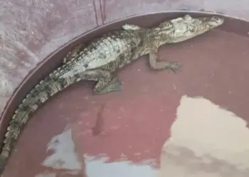 ¡Tremendo susto! Localizan cría de cocodrilo en canal de aguas negras