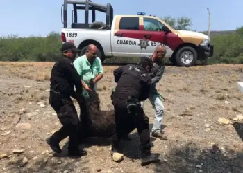 Encuentran a un oso negro muerto en una carretera de Tamaulipas
