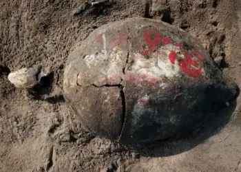 Falla operativo de protección para tortuga caguama en el Golfo de Ulloa