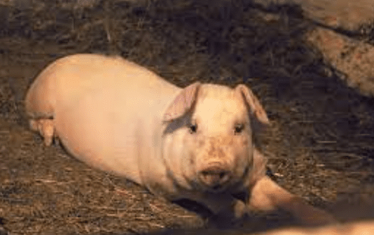 Cerdo mata a hombre cuando intentaba alimentarlo