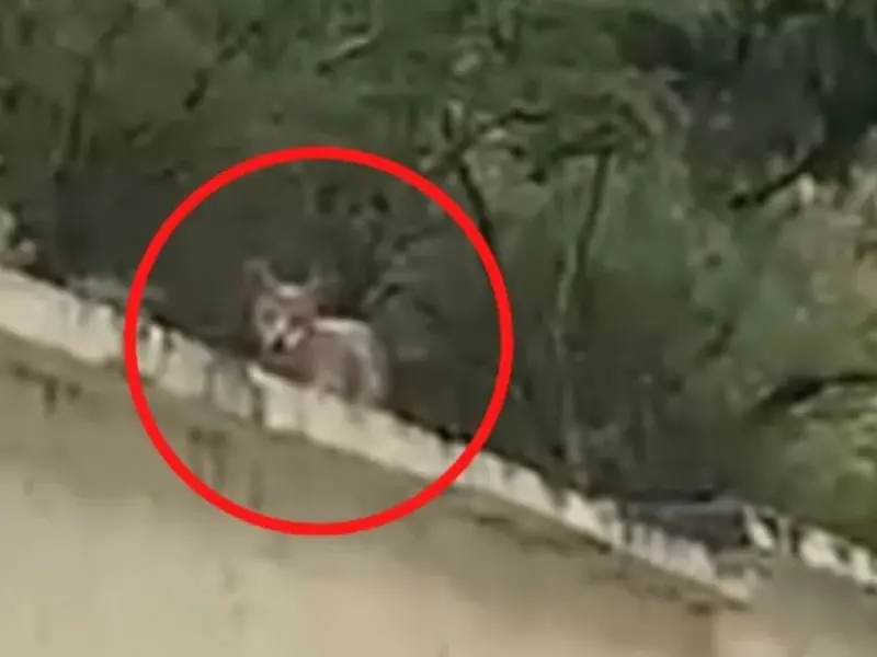 Aparece coyote en universidad de Nuevo León