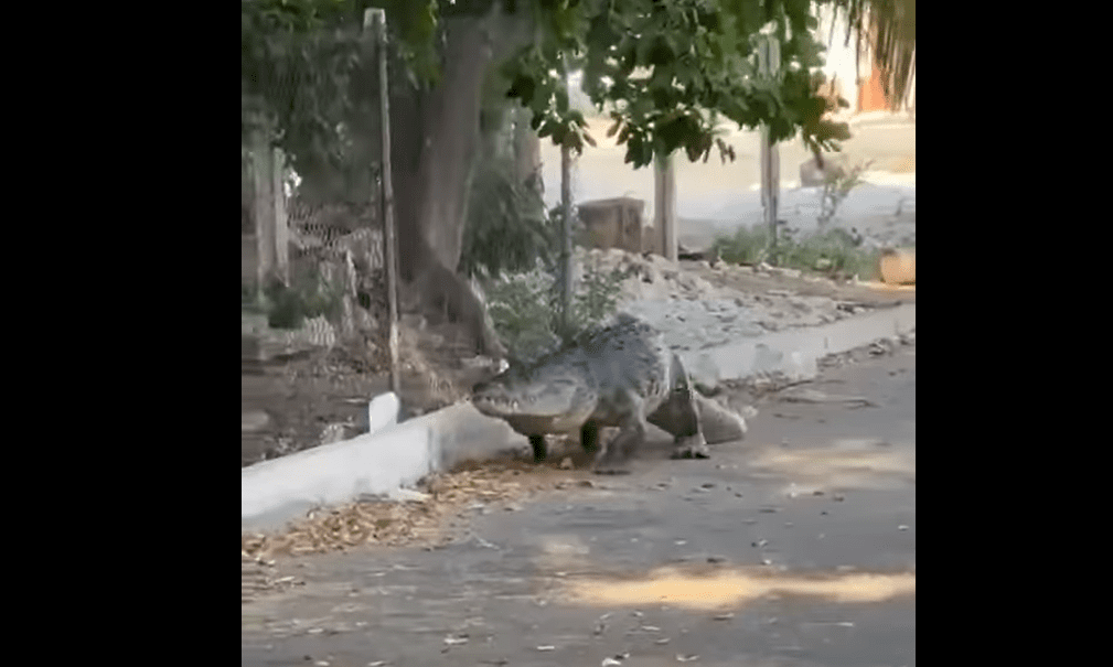Graban a cocodrilos paseando por calles de Progreso y Puerto Morelos