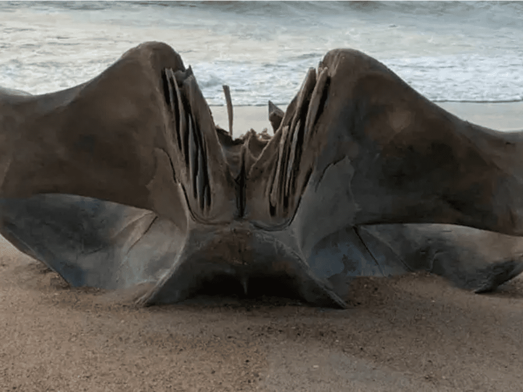 En Carolina del Norte, descubren cráneo gigante de una criatura de 40 toneladas