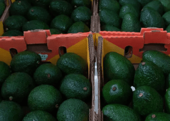 En Michoacán roban más de 40 toneladas de aguacate