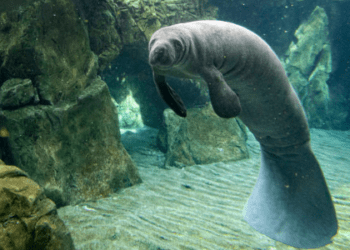 Manatíes están al borde de la extinción en Guatemala