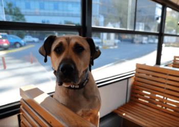 En Turquía podrían sacrificar a 4 millones de perritos