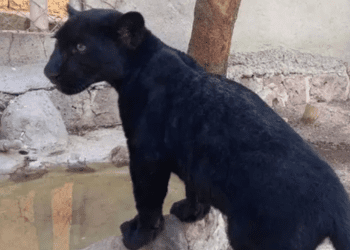 Por descuido del personal de un zoológico, amputan la pata de un jaguar
