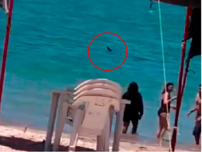 En Sonora, tiburón sorprende a bañistas