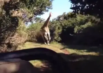 Jirafa persigue a turistas