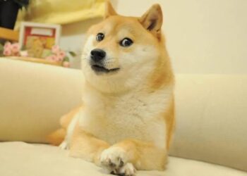 Murió Kabosu, la shiba inu de los memes y de ‘Dogecoin’