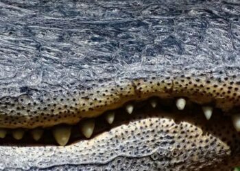 Encuentran a una mujer desaparecida en la boca de un caimán