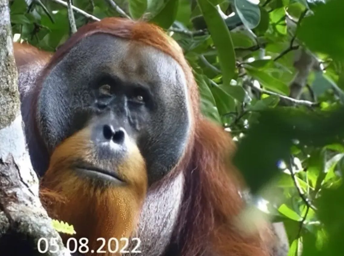 Orangután sorprende a científicos al usar planta medicinal para curarse