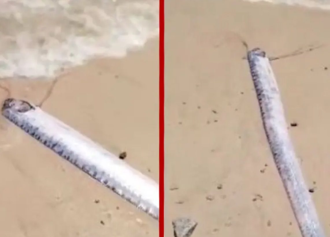 Se avista otro pez remo en menos de un mes en Baja California Sur