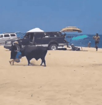 Toro embiste a mujer en playa de Los Cabos