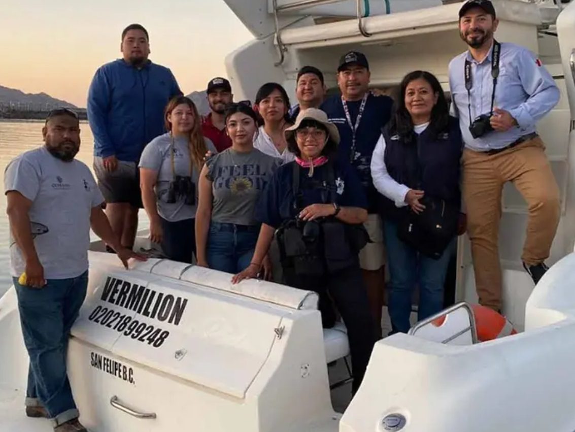 Parte un crucero de observación de la Vaquita Marina en 2024