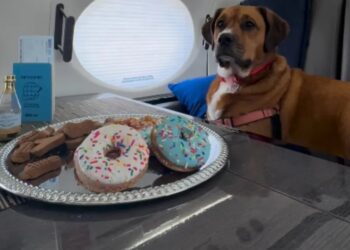 Nueva aerolínea para perros realiza su primer vuelo