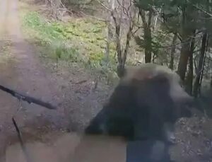 Grabaron ataque de oso desde auto en bosque japonés