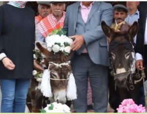 Dos burros se casan en su día especial, y su boda se vuelve viral