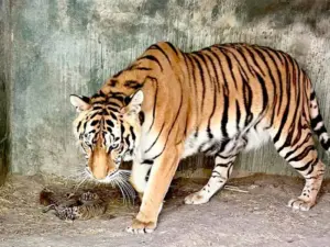 Nacen 4 cachorros de tigre de Bengala en Chihuahua