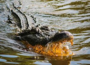 Una madre lanzó a su hijo discapacitado a un río lleno de cocodrilos