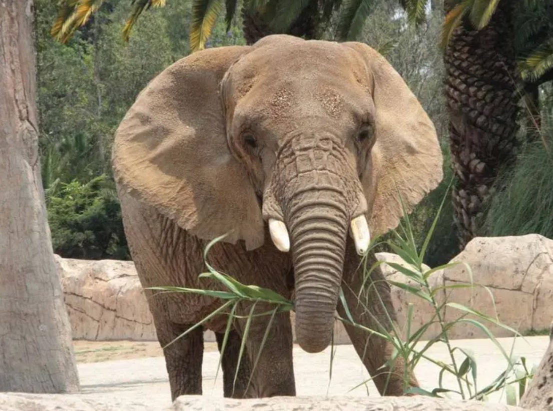 La elefanta Ely, famosa por su tristeza, gana un amparo en México