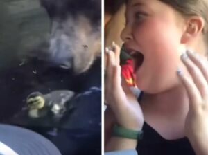 Oso en zoológico se come a familia de patos, traumatiza a niños