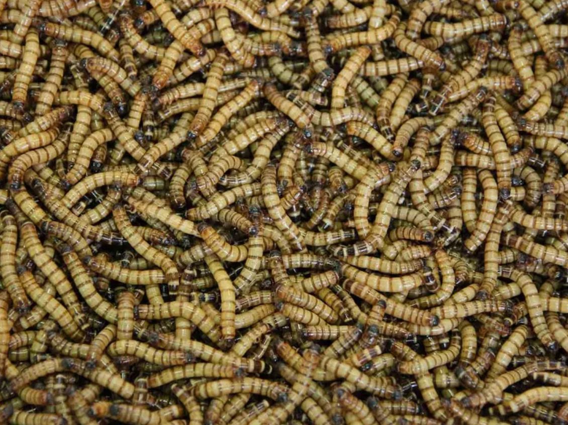 Extraen más de 100 gusanos de la boca tras un mal procedimiento dental