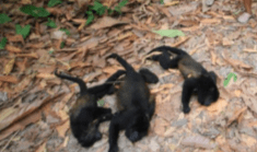 Semarnat investiga muerte de monos aulladores en Tabasco y Chiapas