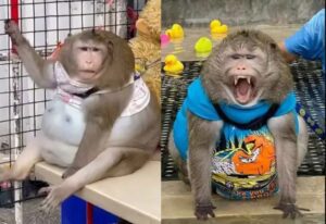 Mono obeso muere tras ser alimentado con comida chatarra por turistas