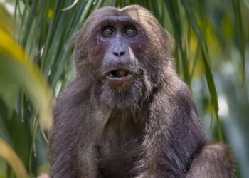 Muerte de monos aulladores se extiende a Veracruz