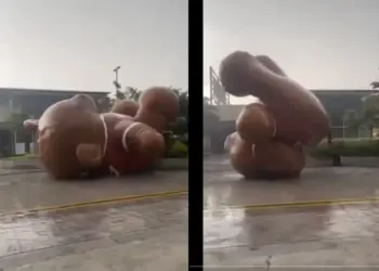 Enorme oso queda libre en Cuernavaca y desata risotadas